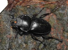 Neolucanus sinicus championi