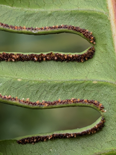 Pteris tripartita observed 2026-10-27