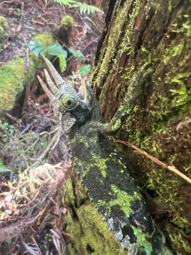 Trioceros jacksonii observed 2026-10-27