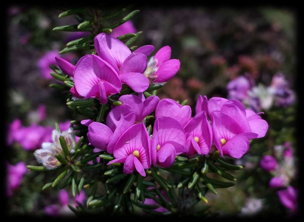 rosy bush-pea