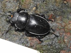 Neolucanus sinicus championi