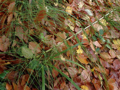 Equisetum telmateia observed 2026-10-27