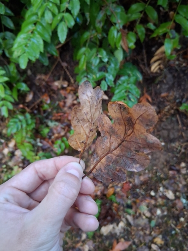 Quercus garryana observed 2026-10-27