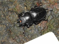 Neolucanus sinicus championi