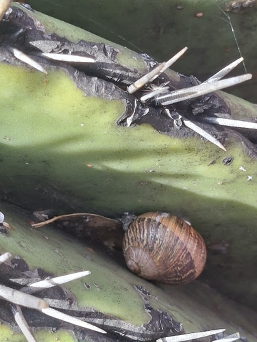 Helix aspera, 2026-10-27