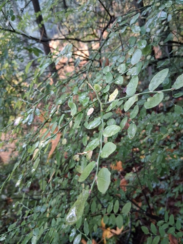 Vaccinium observed 2026-10-27