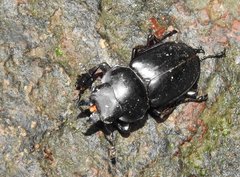 Neolucanus sinicus championi