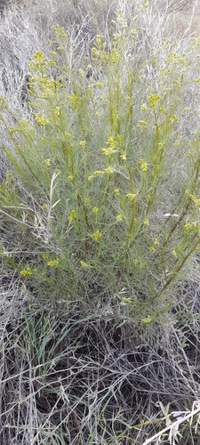 Senecio observed 2026-10-26
