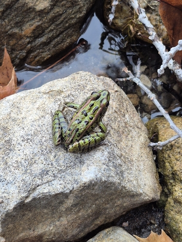 Lithobates pipiens observed 2026-10-26