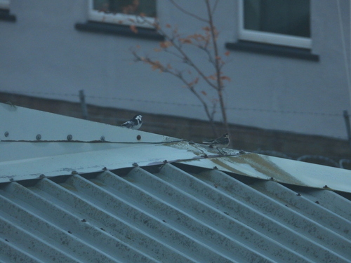 Motacilla alba observed 2026-10-27