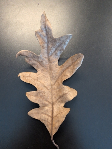 Quercus observed 2026-10-27