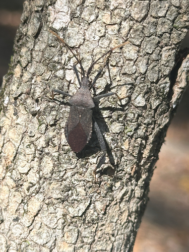 Acanthocephala observed 2026-10-27