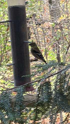 Spinus tristis observed 2026-10-27