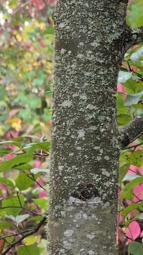 Alnus, 2026-10-27