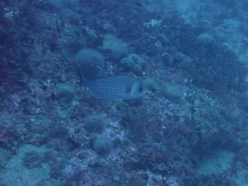 Cantharus observed 2026-10-23