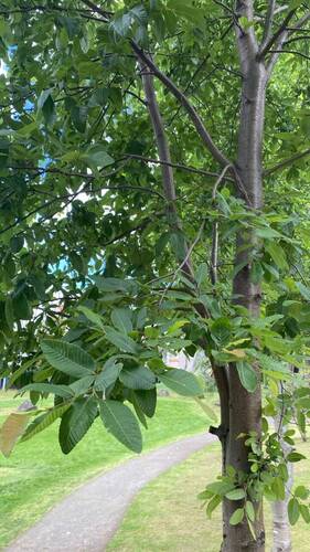 Nothofagus observed 2026-10-27