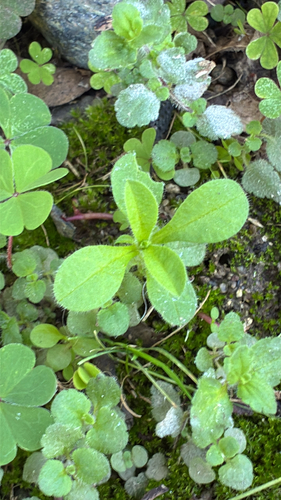 Cerastium observed 2026-10-27