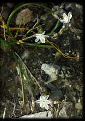 Caesia parviflora minor