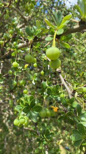 Berberis, 2026-10-27