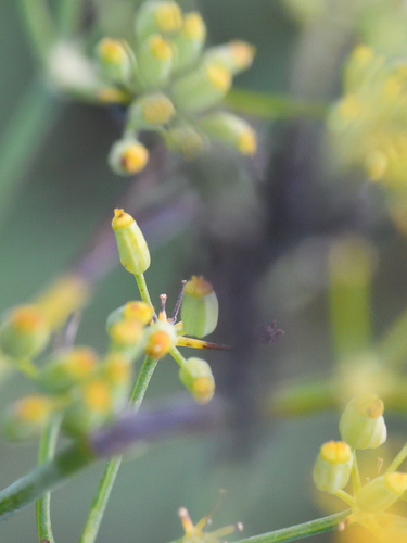 Foeniculum vulgare observed 2026-10-27