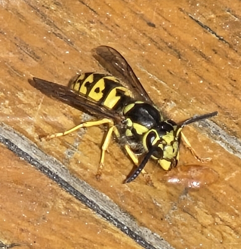 Vespula pensylvanica observed 2026-10-27