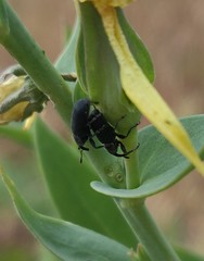 Mecinus janthiniformis