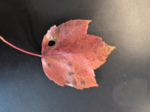 Acer observed 2026-10-27