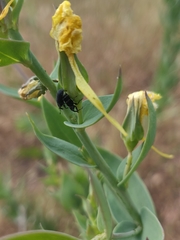 Mecinus janthiniformis