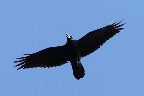 Corbis, 2026-10-27