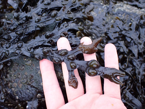 Fucus vesiculosus observed 2026-10-26