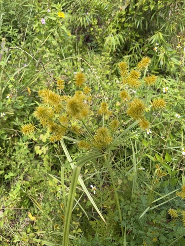 Cyperus strigosus observed 2026-10-27