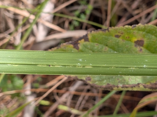 Imperata cylindrica observed 2026-10-27