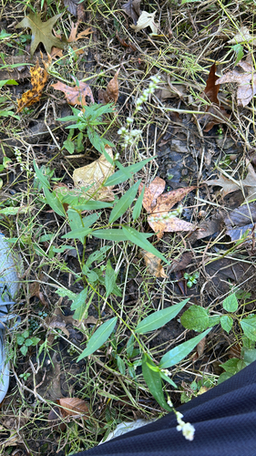 Polygonum observed 2026-10-27