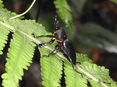 Neolucanus sinicus championi