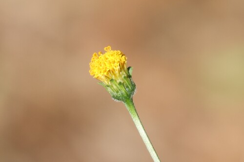 Bidens pilosa observed 2026-10-27
