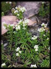 Asperula minima