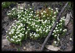 Asperula minima