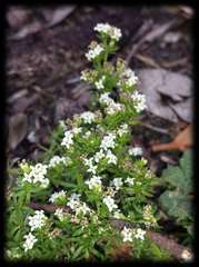 Asperula minima