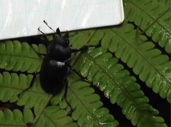 Neolucanus sinicus championi