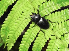 Neolucanus sinicus championi