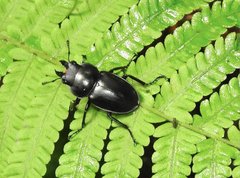 Neolucanus sinicus championi