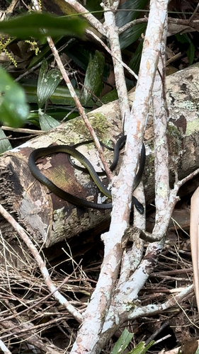 Dendrelaphis observed 2026-10-27