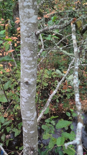 Alnus, 2026-10-27