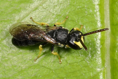 Hylaeus affinis