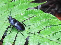 Neolucanus sinicus championi