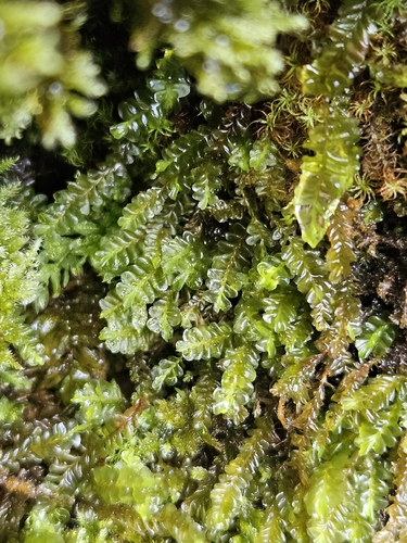 Plagiochila porelloides, 2026-10-23