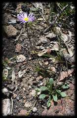 Brachyscome spathulata spathulata