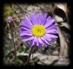 Brachyscome spathulata spathulata