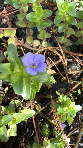 Bacopa observed 2026-10-27