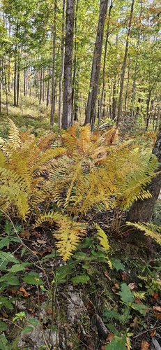 Osmundastrum cinnamomeum observed 2026-10-27